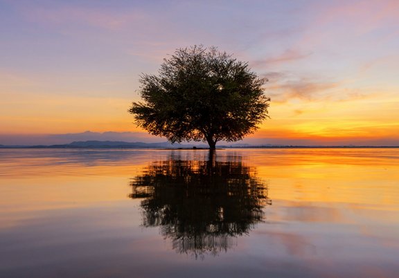 Das Bild zeigt einen Baum, der an einem See steht. Das blaugelbe Abendlicht des Himmels spiegelt sich im Wasser, genauso wie der Baum selbst.